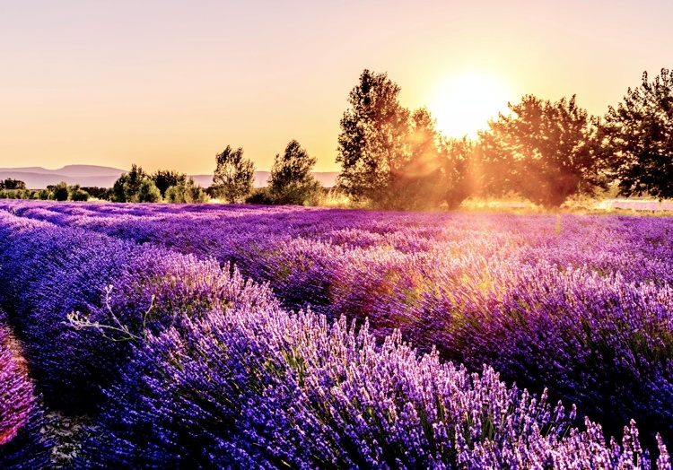 lavendel in der provence