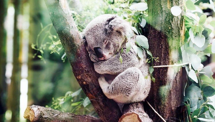 koala